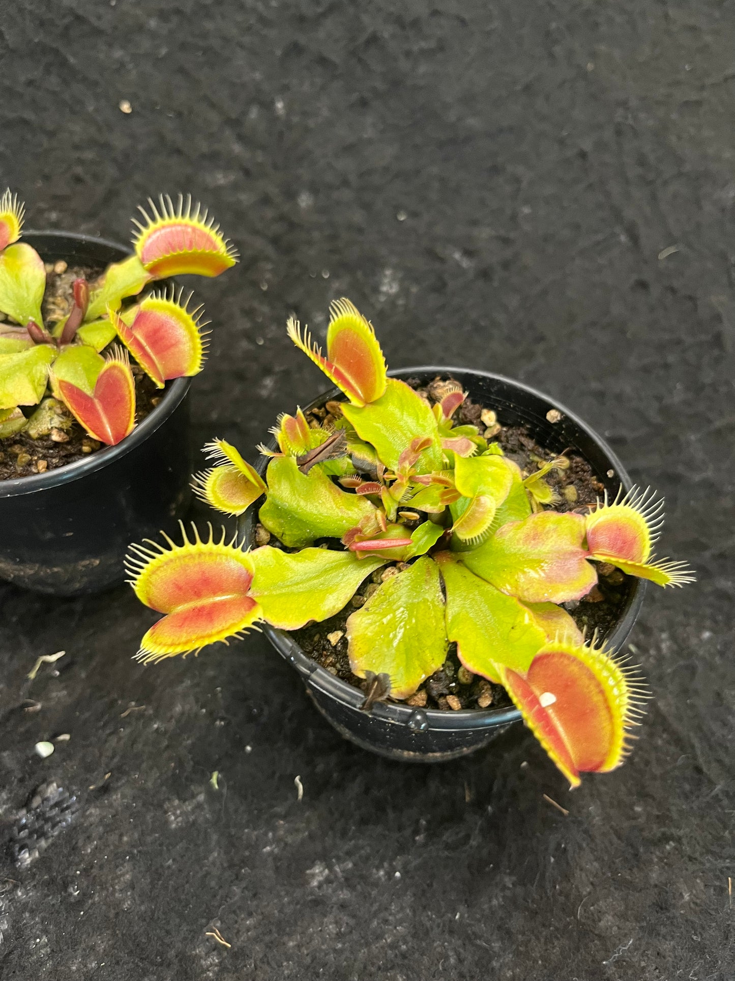 Dionaea muscipula ADK1