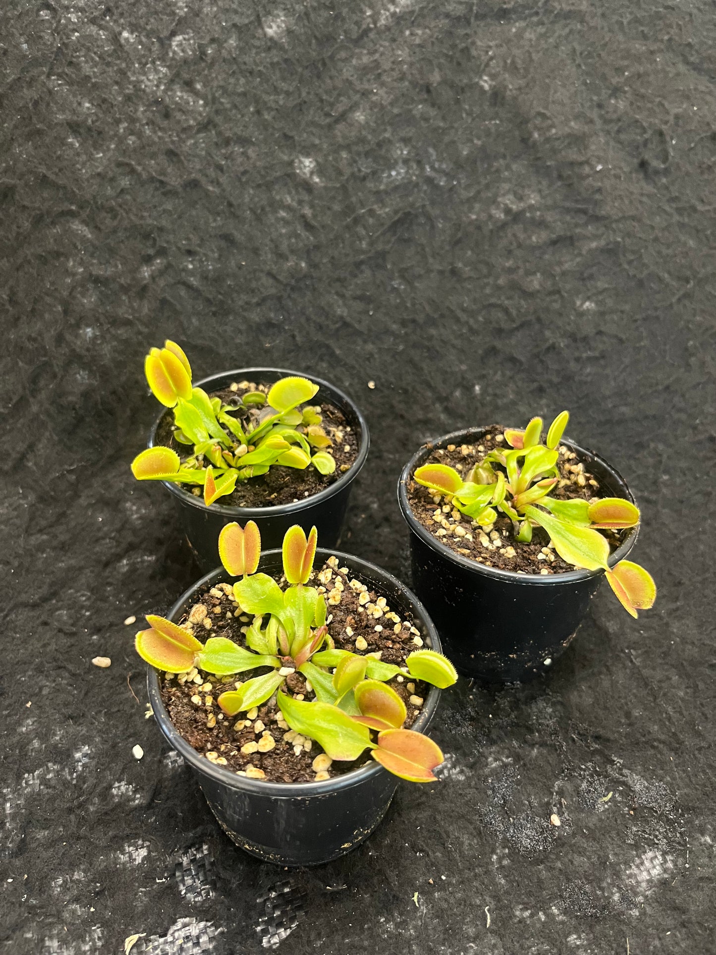 Dionaea muscipula ‘Periscope’