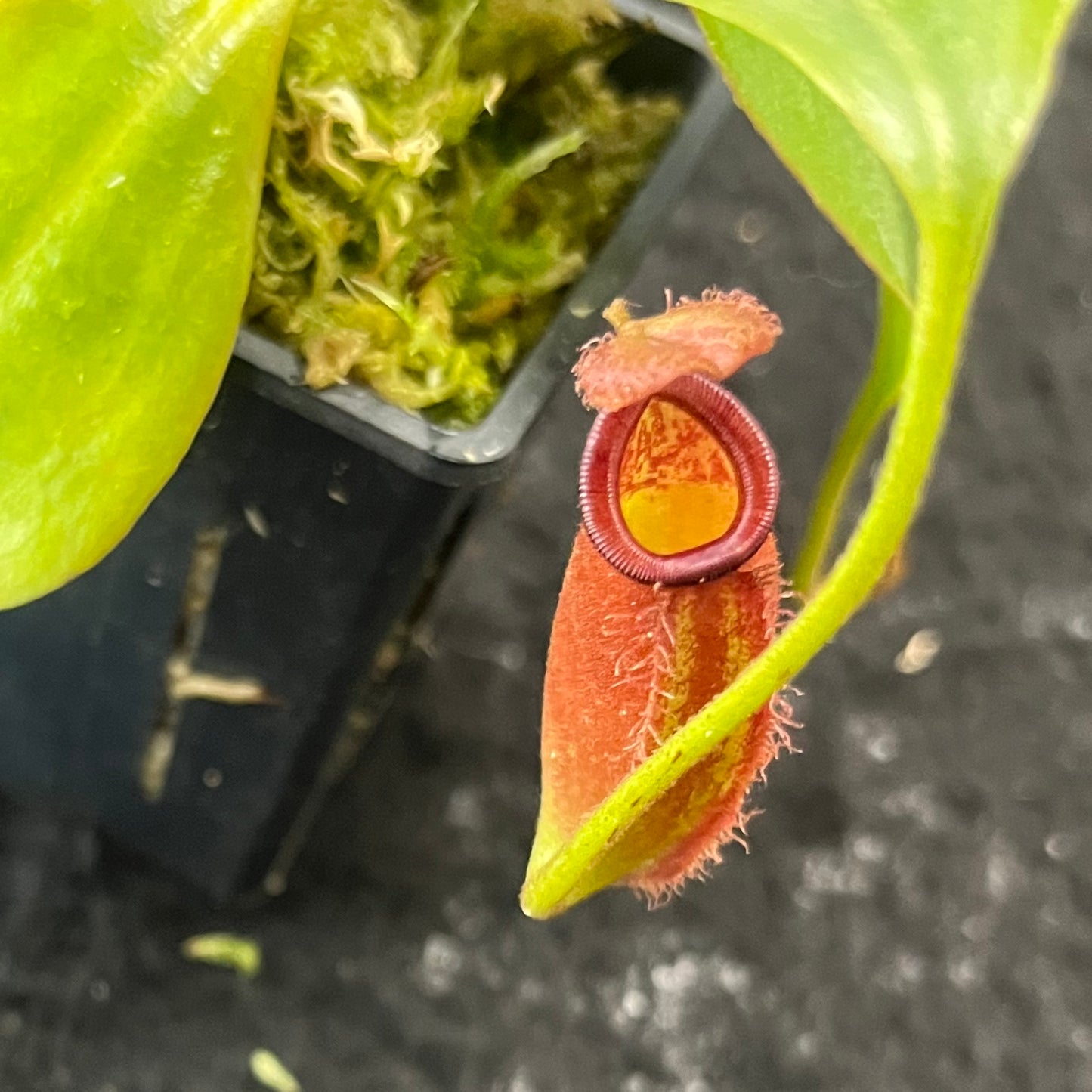 Nepenthes robcantleyi x ampullaria BE-3767