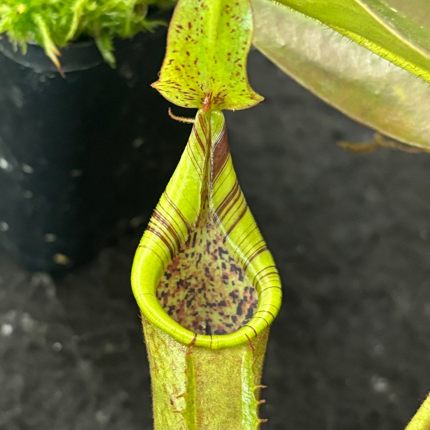 Nepenthes (mollis x veitchii) x maxima Wavy Leaves