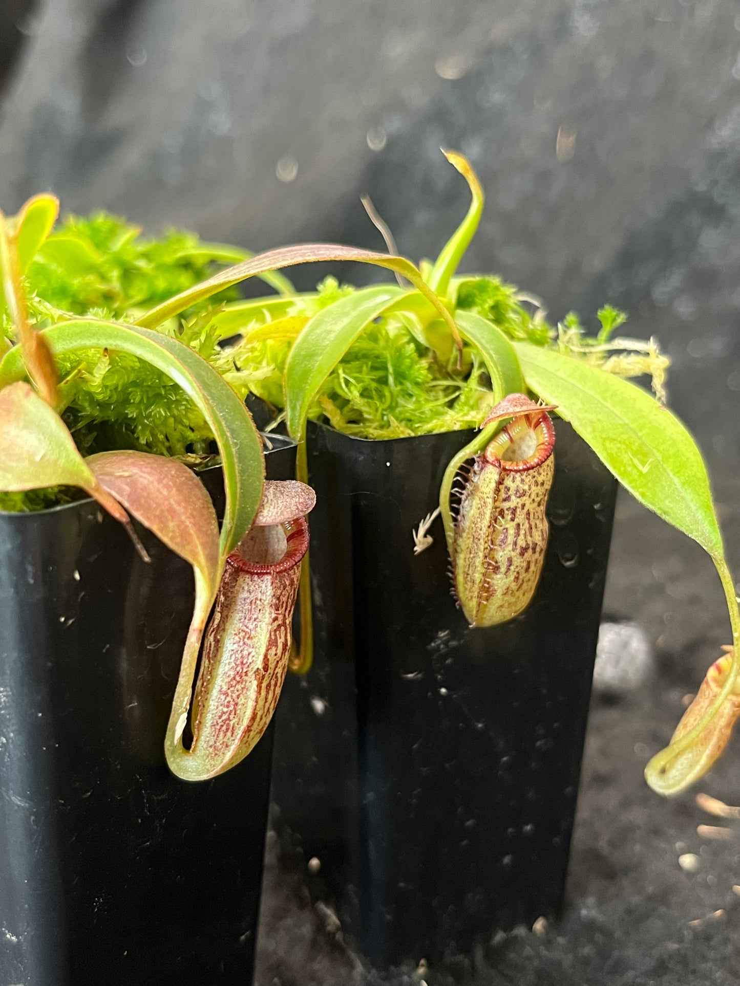 Nepenthes talangensis x spectabilis BE-4063