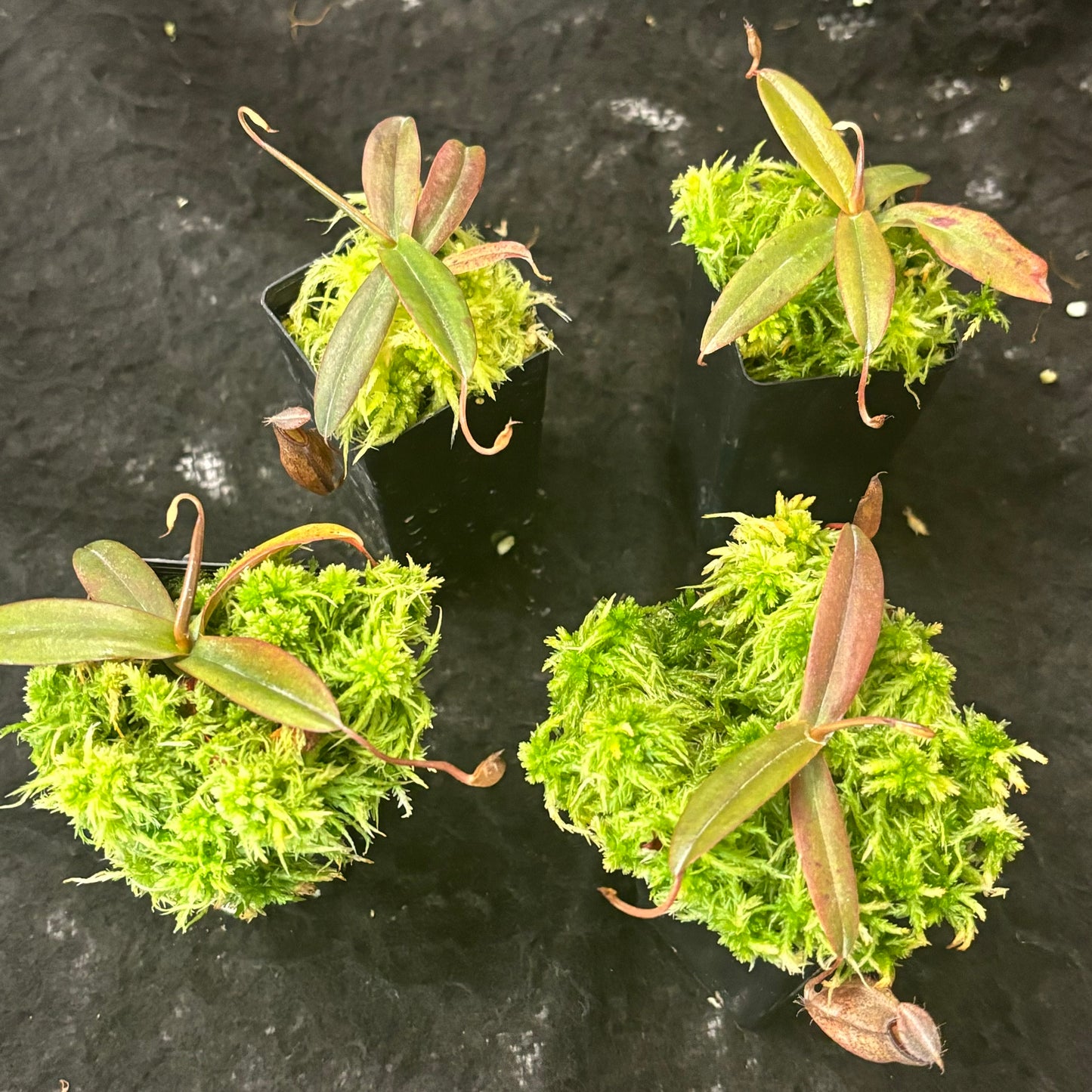 Nepenthes tentaculata