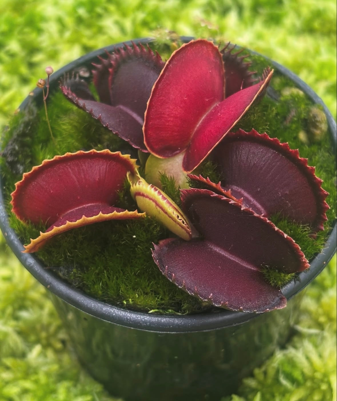 Dionaea muscipula unlabelled