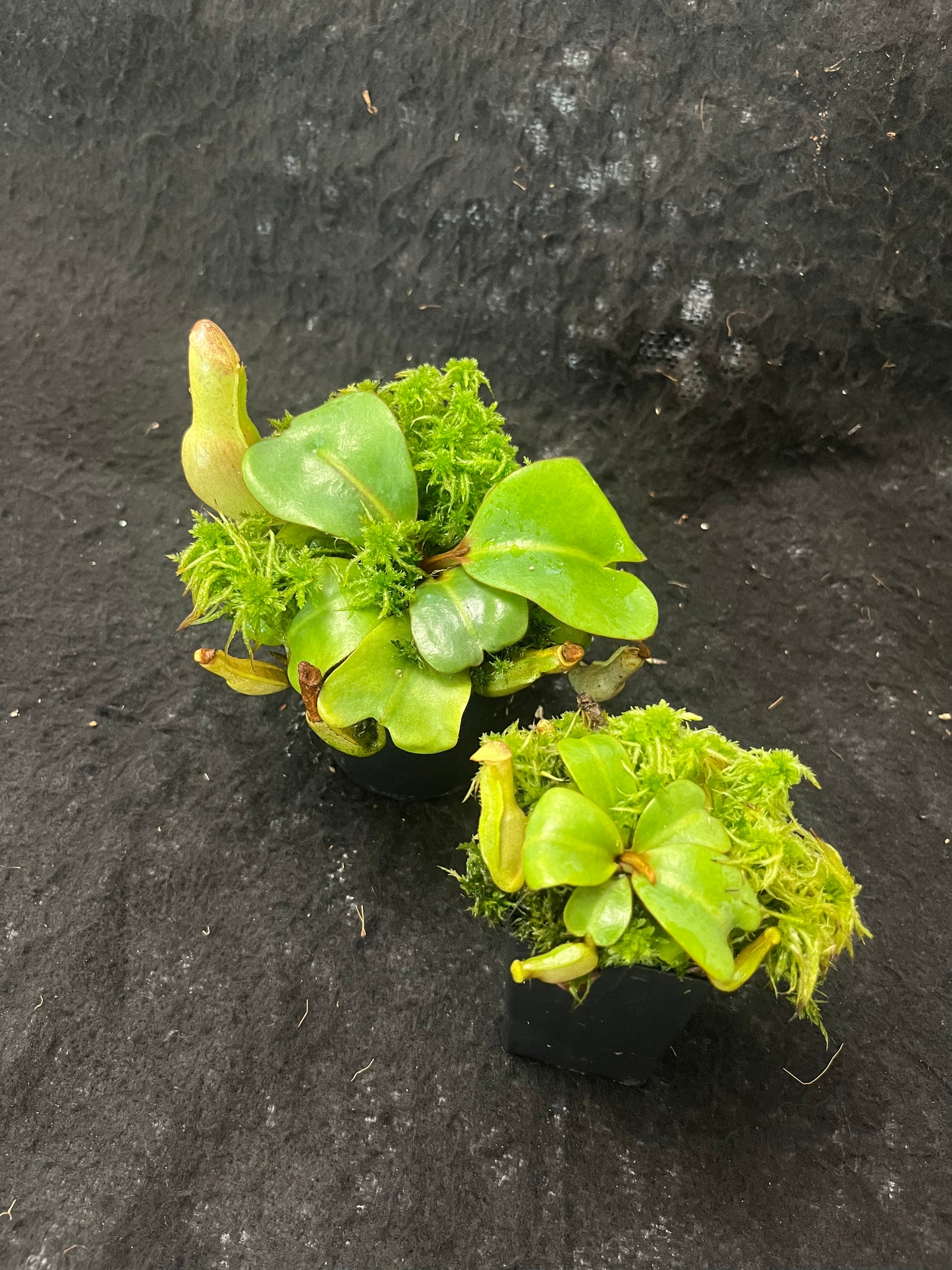 Nepenthes clipeata