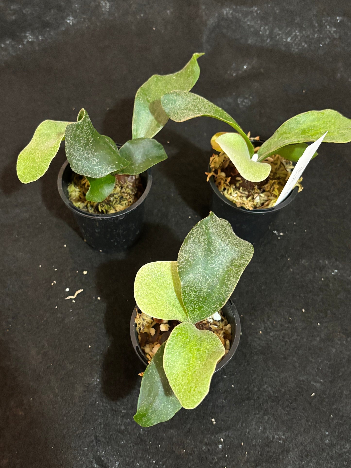 Platycerium blue Moon