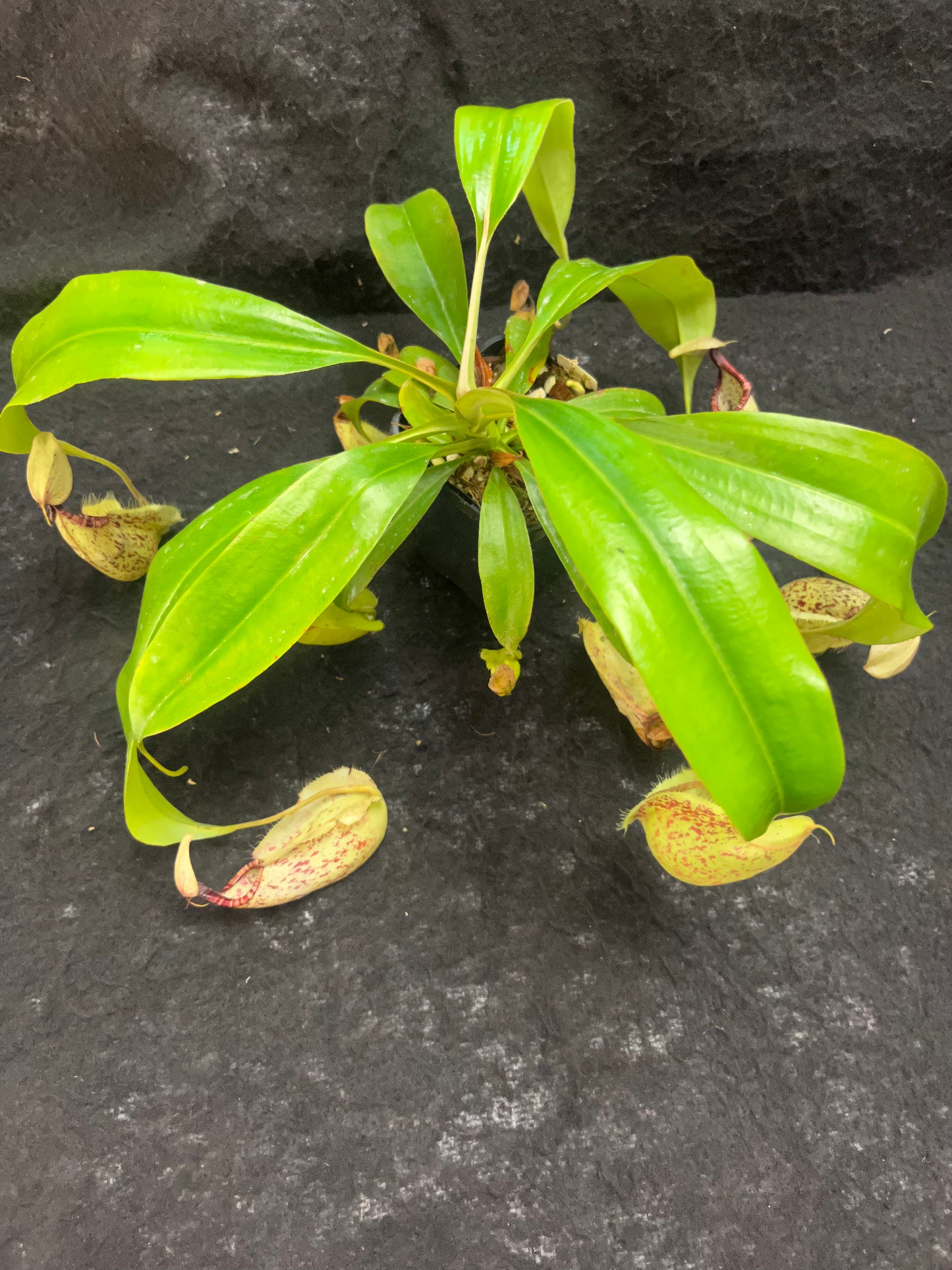 Nepenthes rafflesiana SG