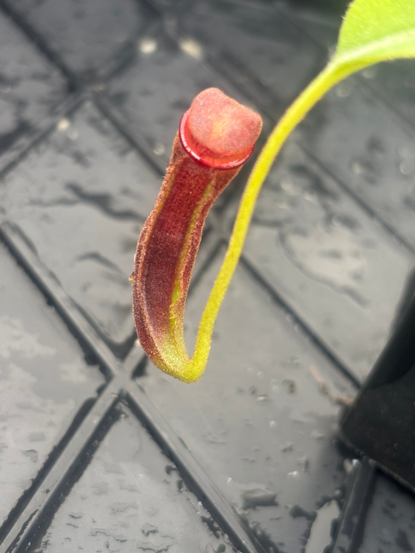 Nepenthes klossii x lowii BE-4634
