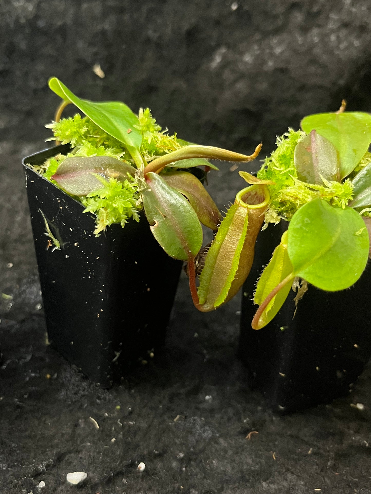 Nepenthes veitchii (striped peristomes) x palawanensis