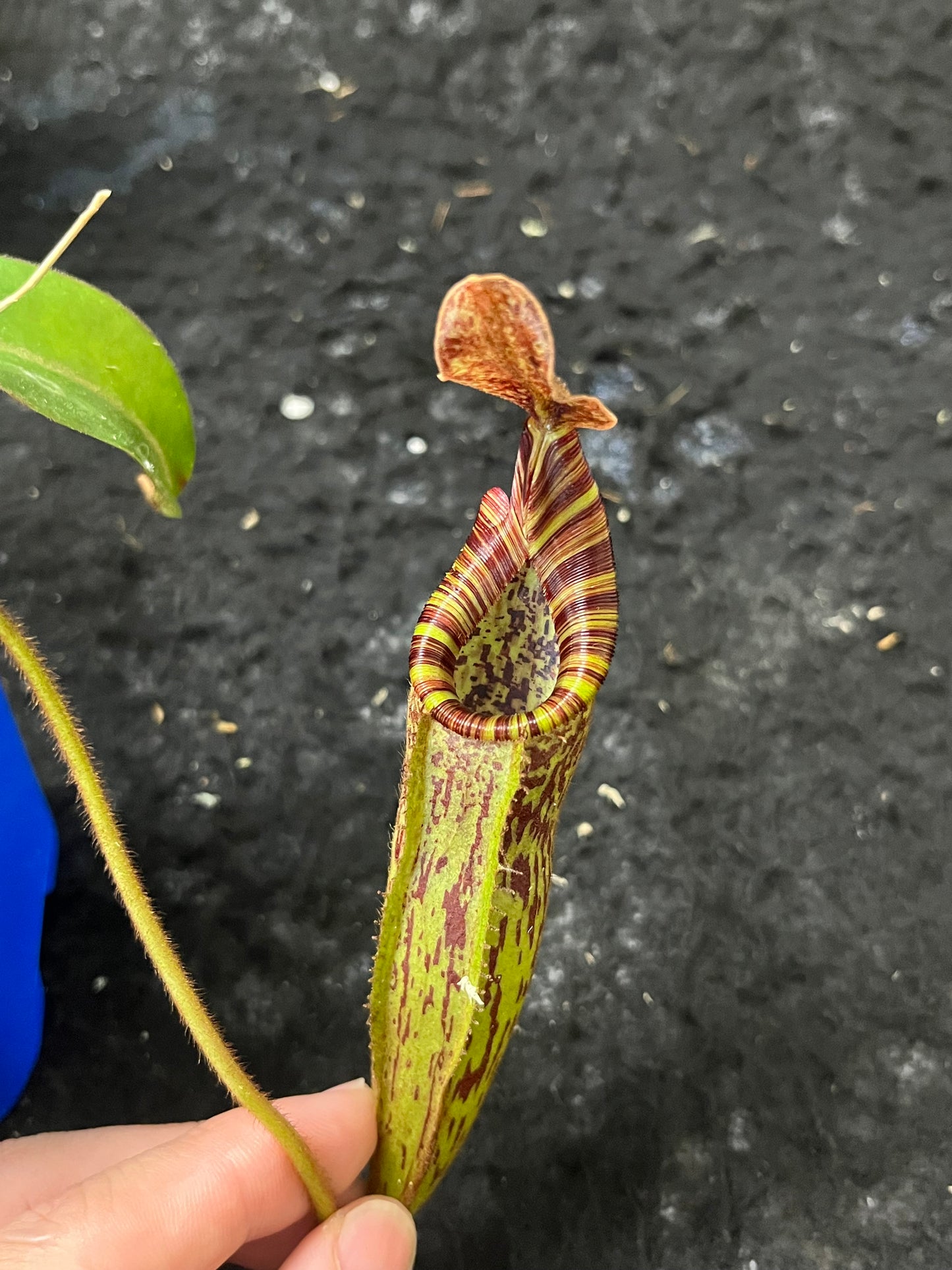 Nepenthes epiphytica x mollis