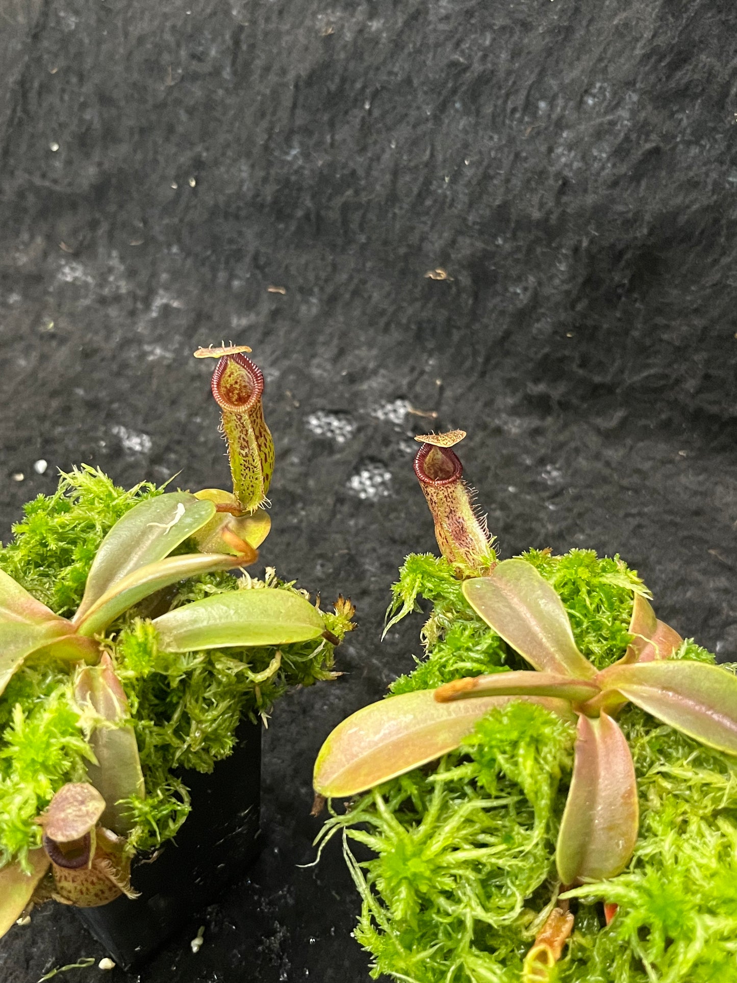 Nepenthes hamata x (veitchii x lowii) BE-4507