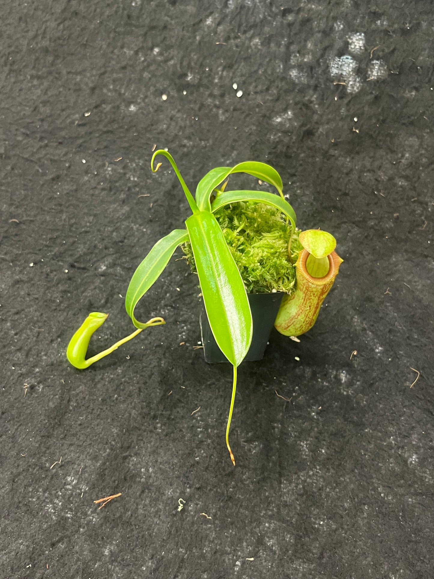 Nepenthes ventricosa x insignis 'Biak'