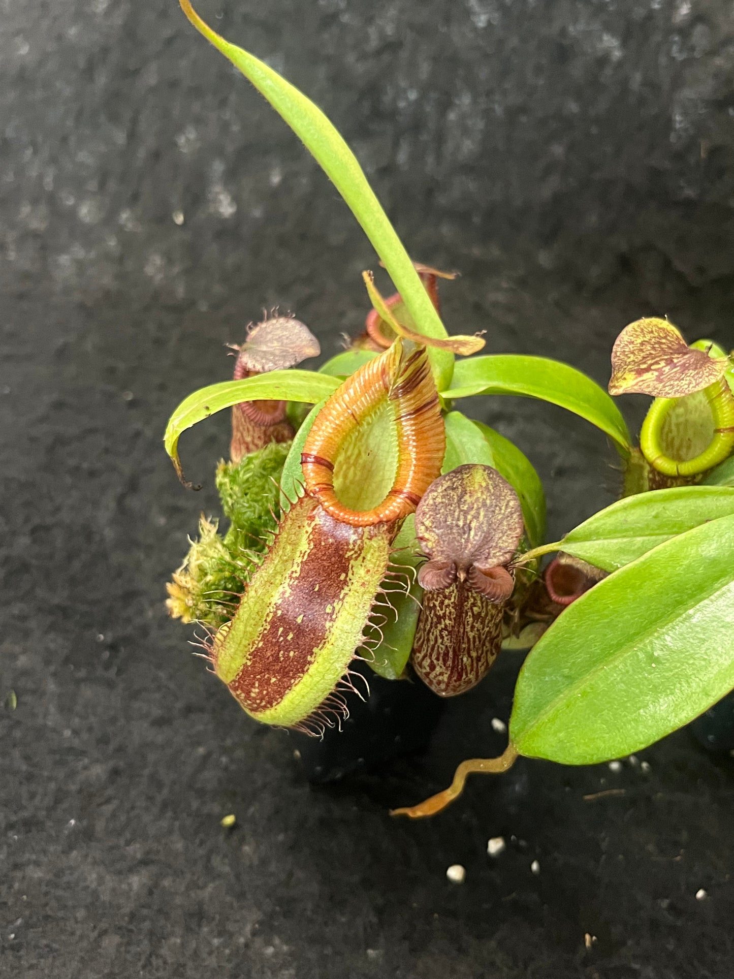 Nepenthes spectabilis x hamata BE-3871