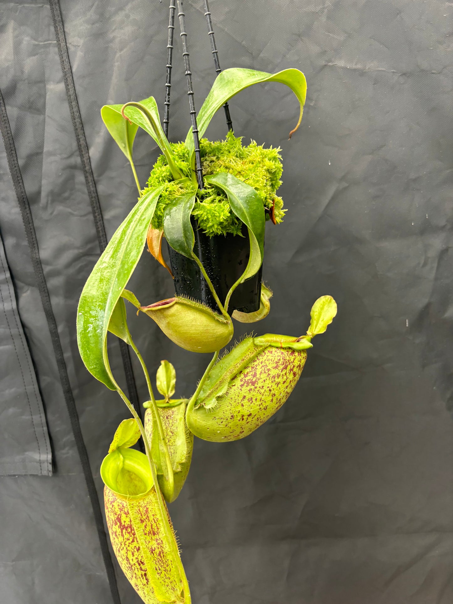 Nepenthes spathulata x ampullaria