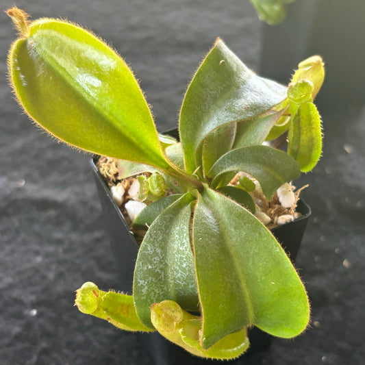 Nepenthes veitchii (Stirped peristome)