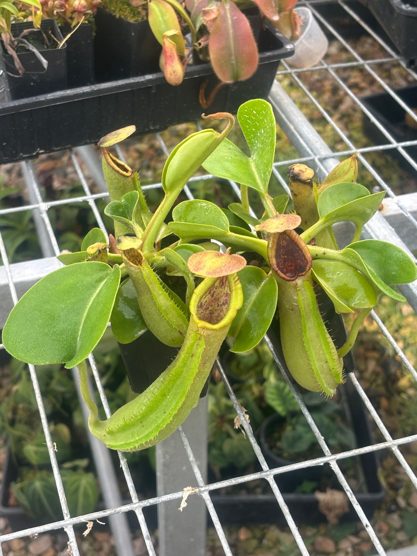 Nepenthes truncata