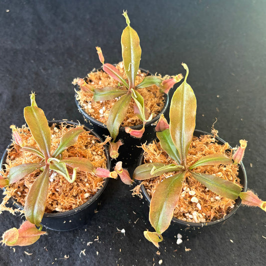 Nepenthes rafflesiana