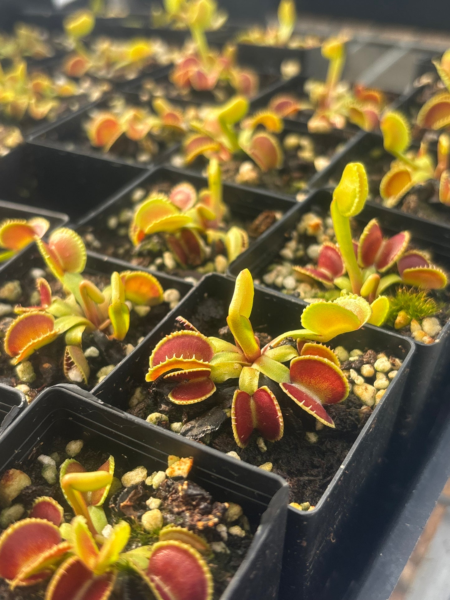 Dionaea muscipula 024