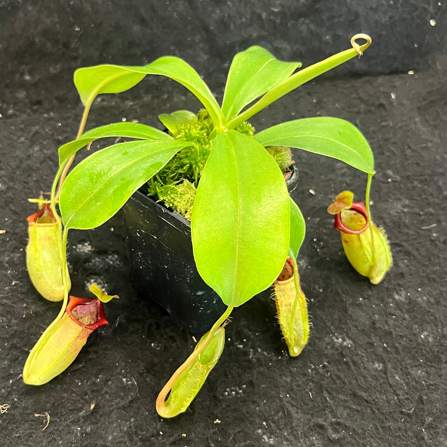 Nepenthes spathulata x flava BE-4048