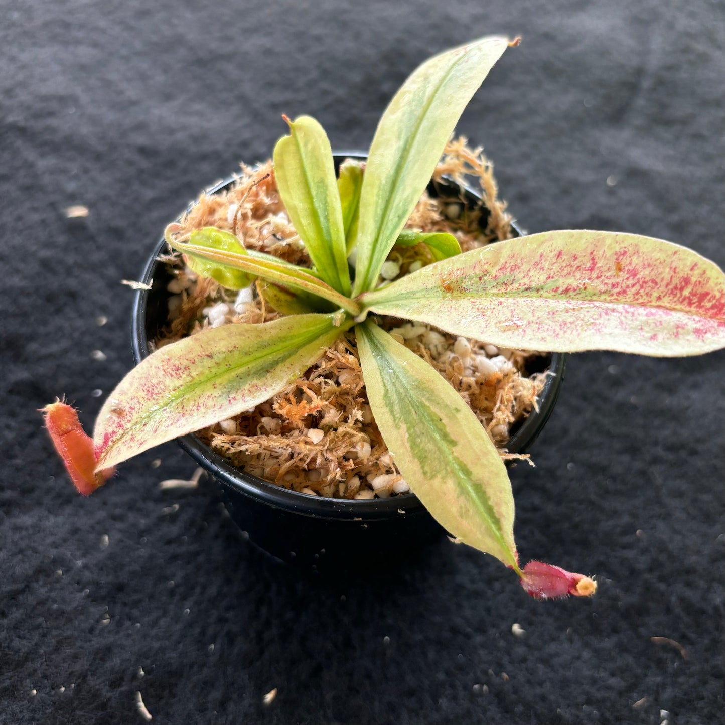 Nepenthes viking x ampullaria Variegated