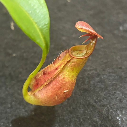 Nepenthes bicalcarata