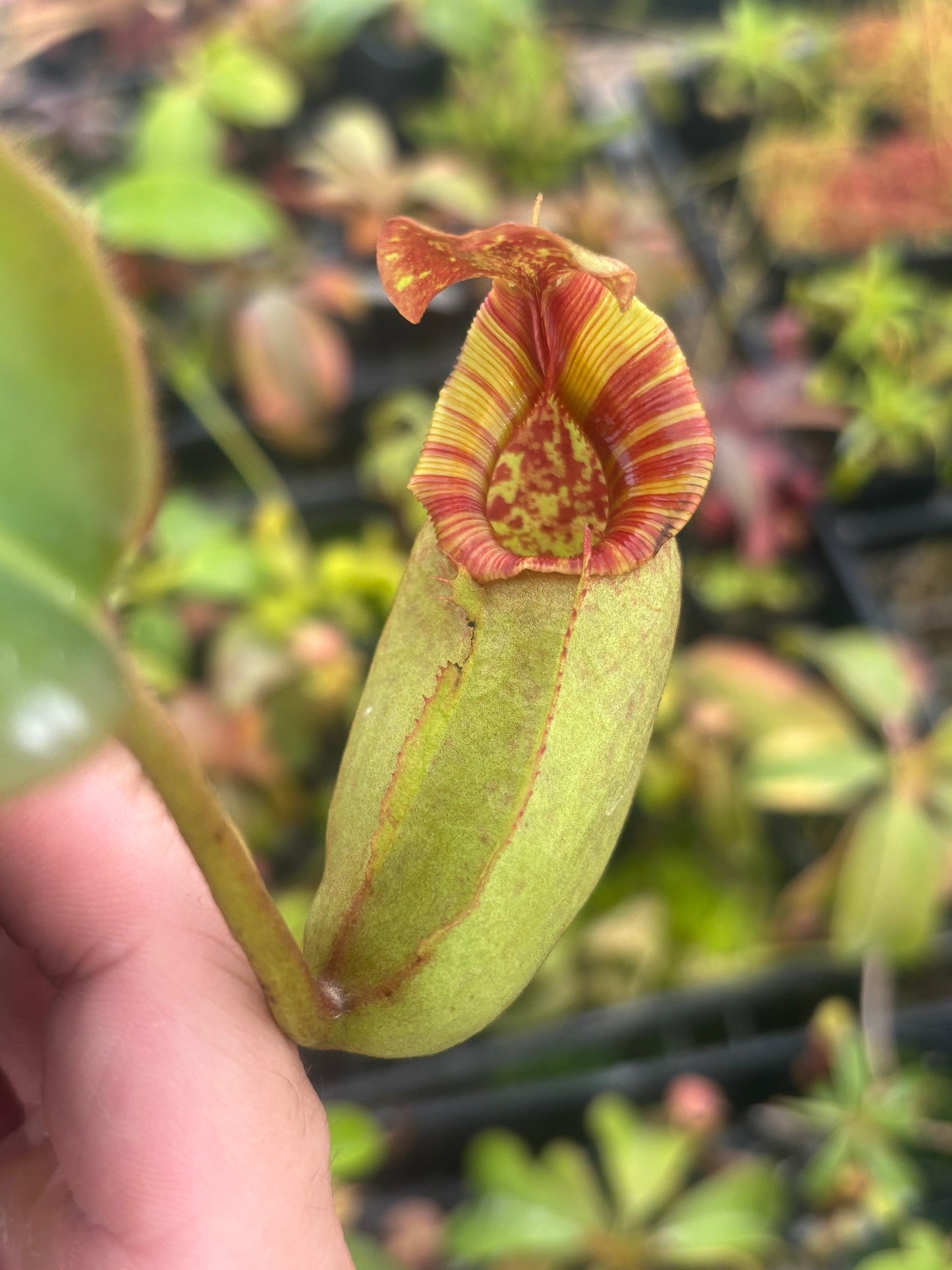 Nepenthes rajah x veitchii Seed-grown New Grex