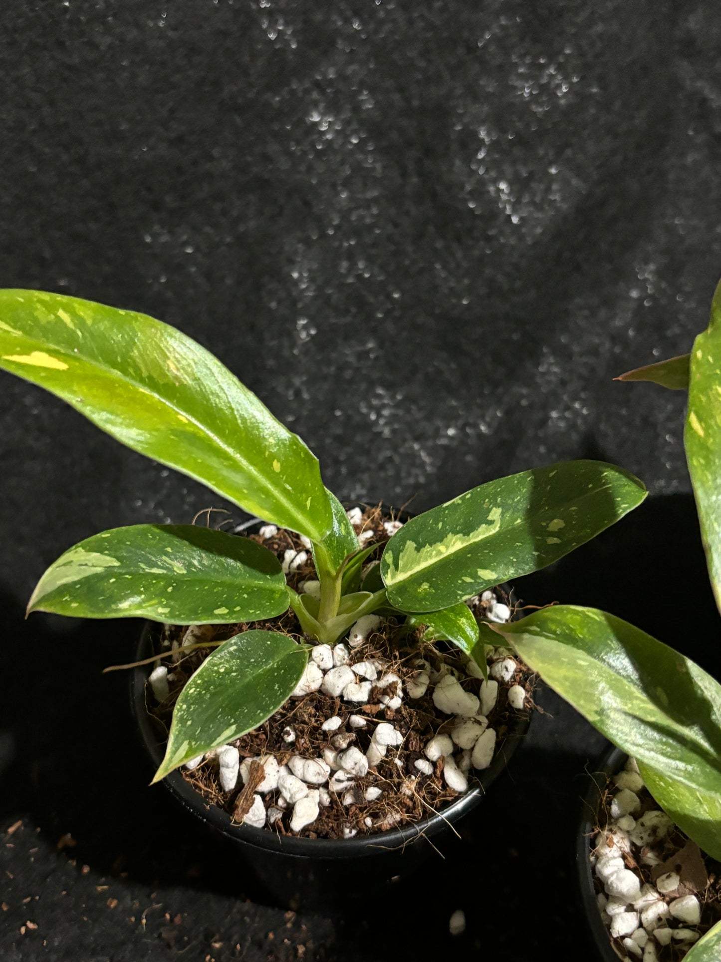 philodendron 'Ring of Fire' variegated