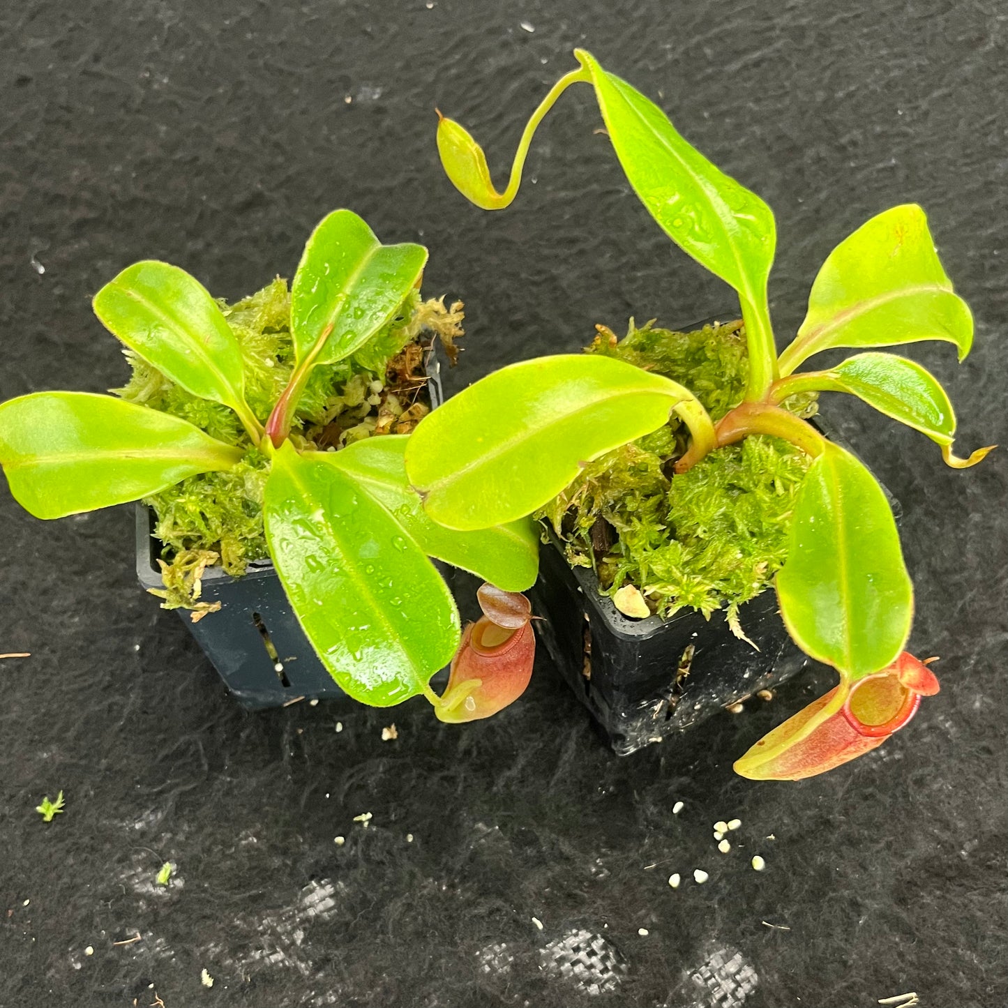 Nepenthes robcantleyi x jacquelineae BE-4028