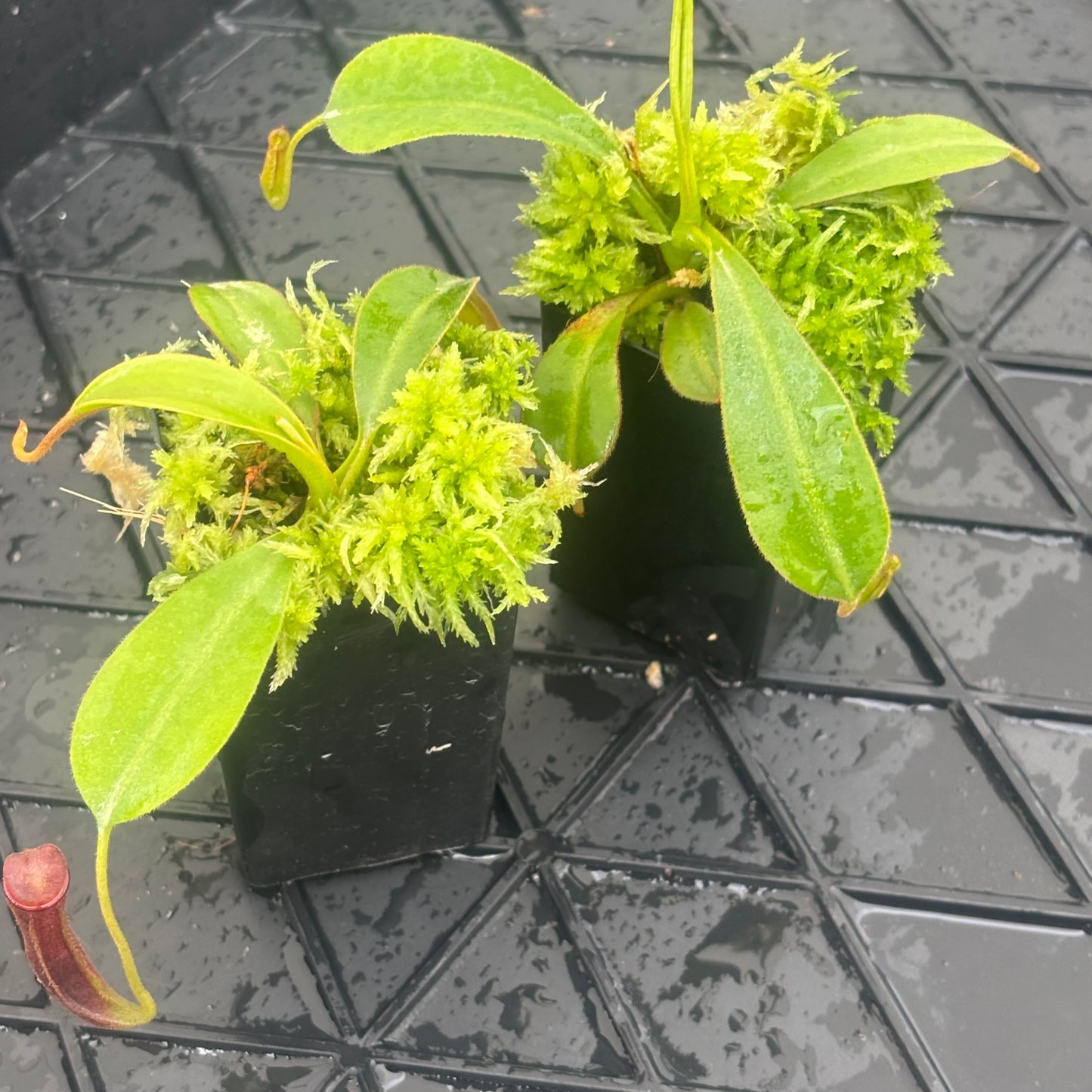 Nepenthes klossii x lowii BE-4634
