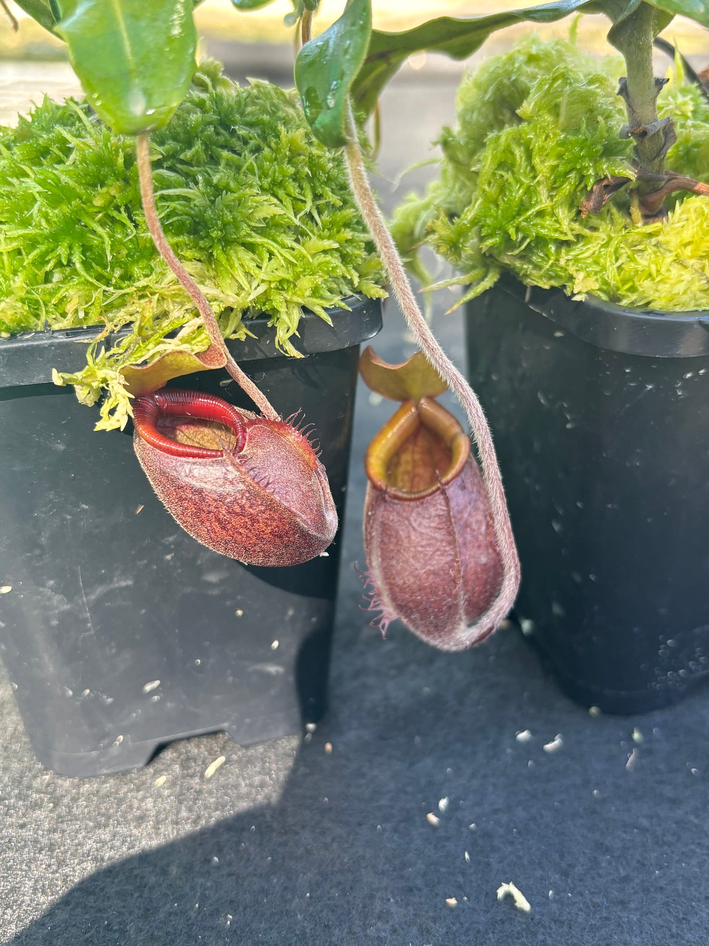 nepenthes undulatifolia Seed-grown