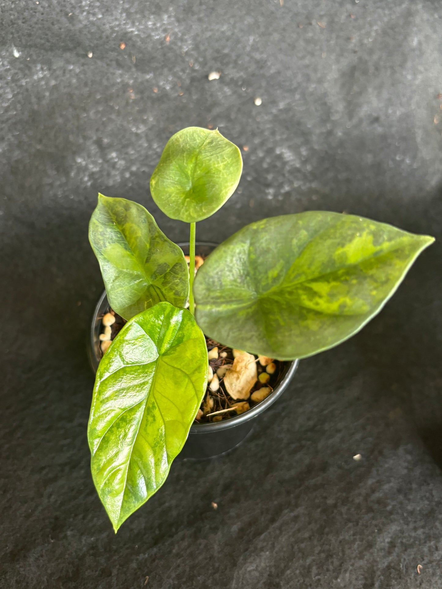 Alocasia sinuate variegared