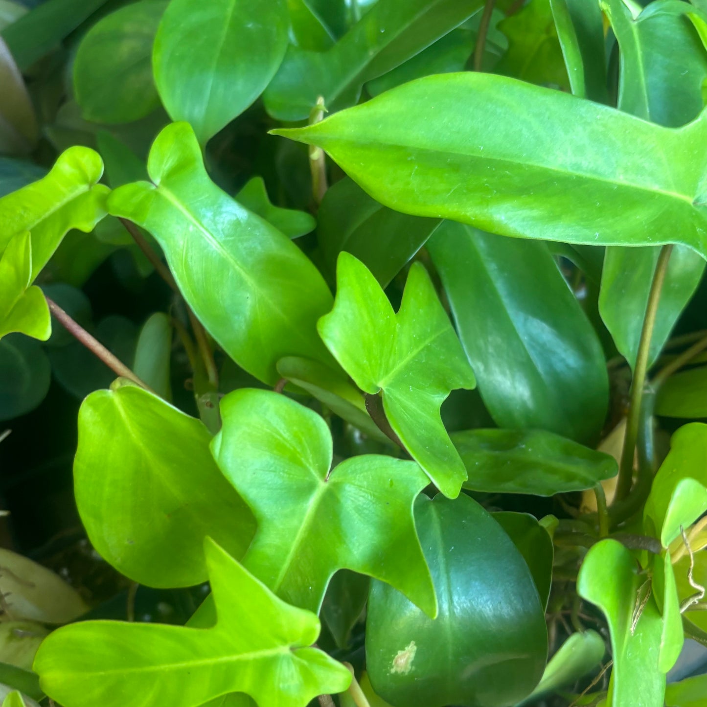 Philodendron 'Florida Green'