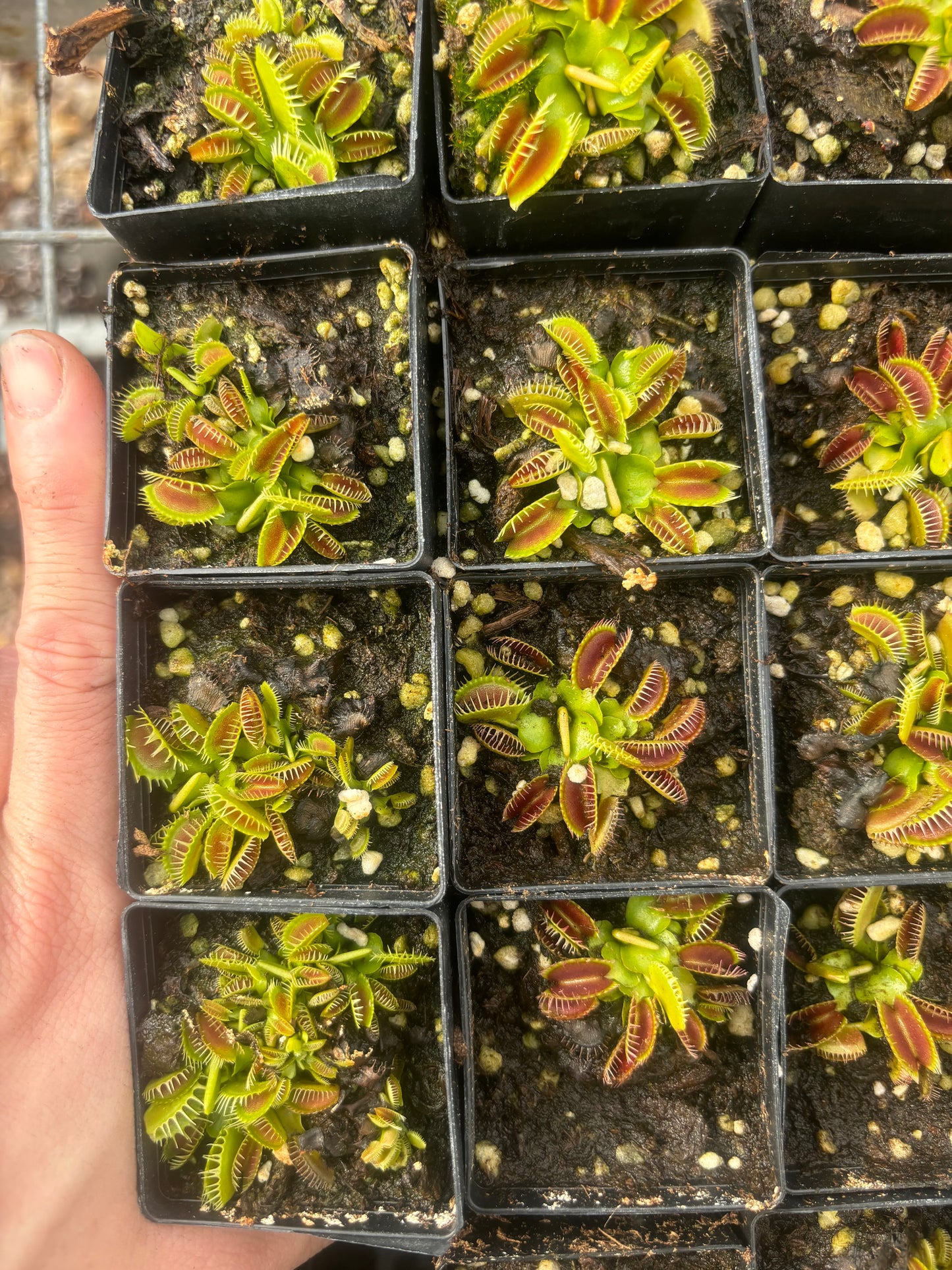 Dionaea muscipula 014#