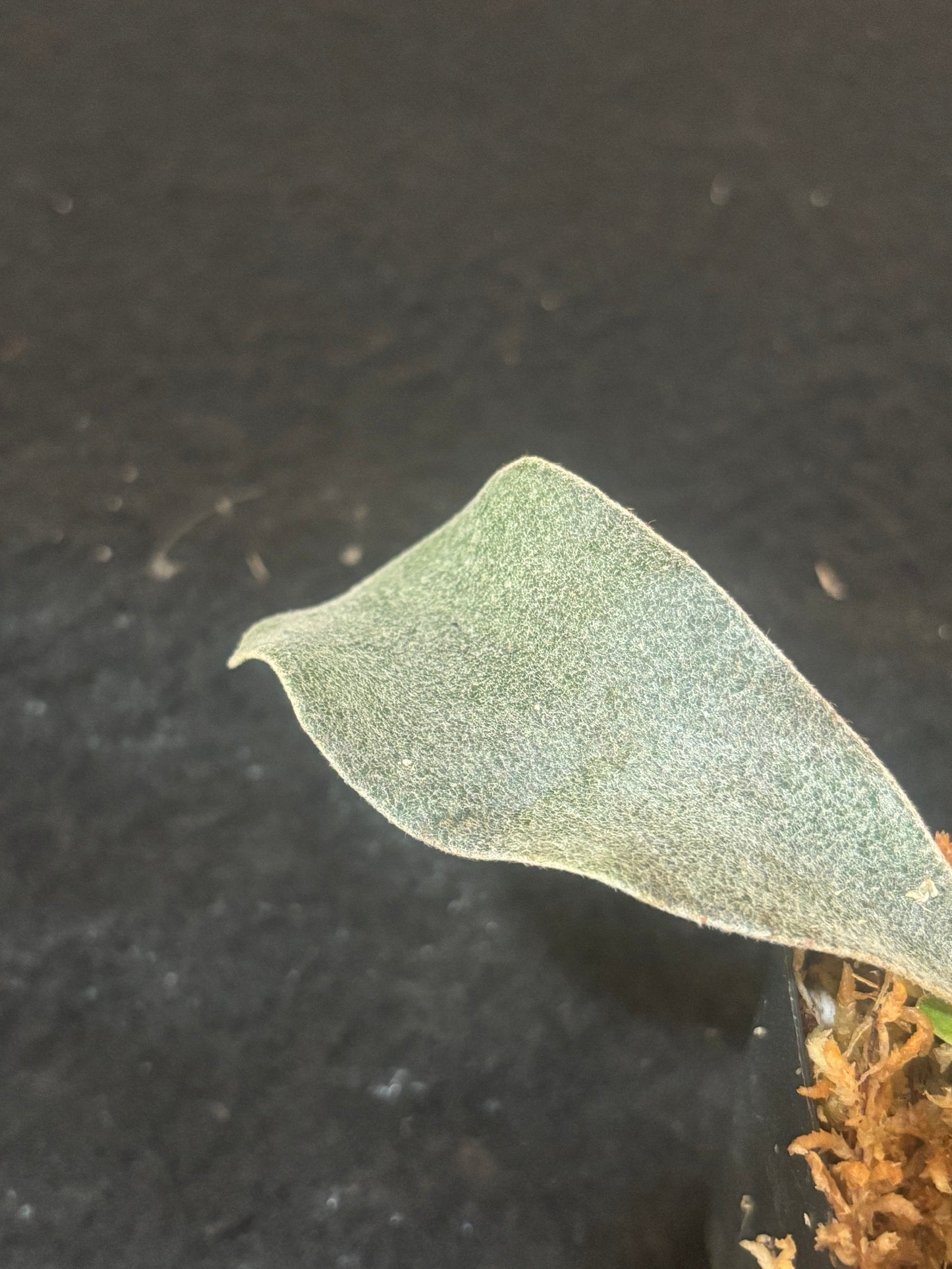 Platycerium Polar Bear