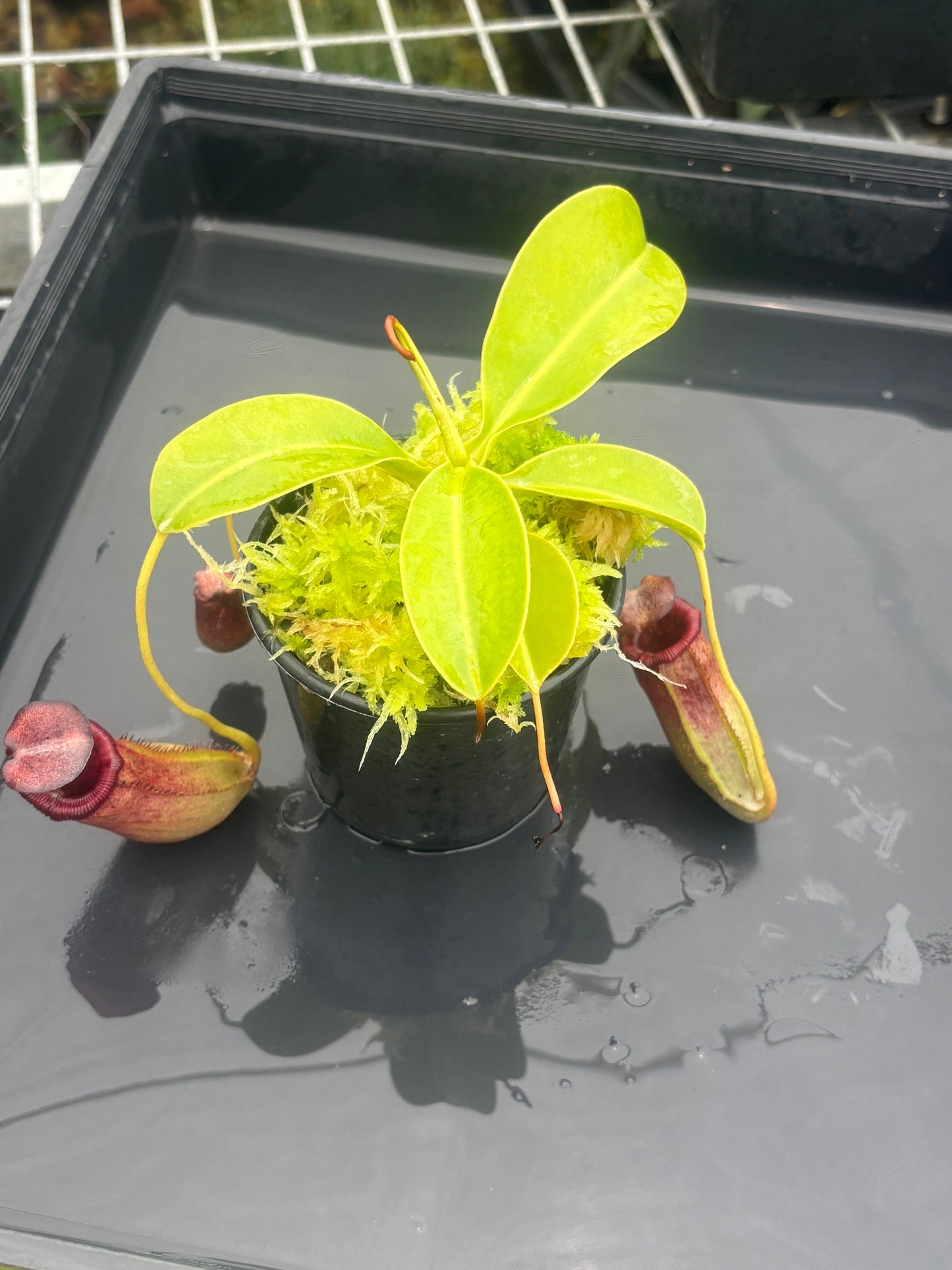 Nepenthes sibuyanensis x lowii BE-4504