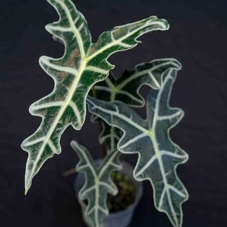 Alocasia sanderiana 'Nobilis'