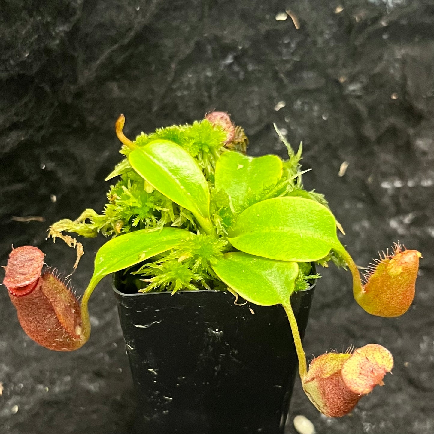 Nepenthes villosa x robcantleyi BE-4079