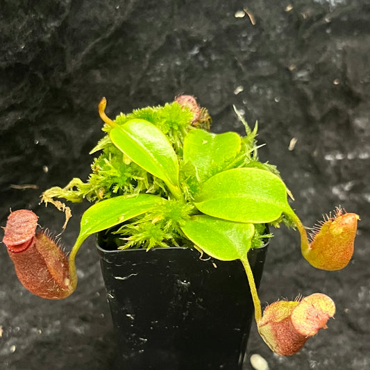 Nepenthes villosa x robcantleyi BE-4079
