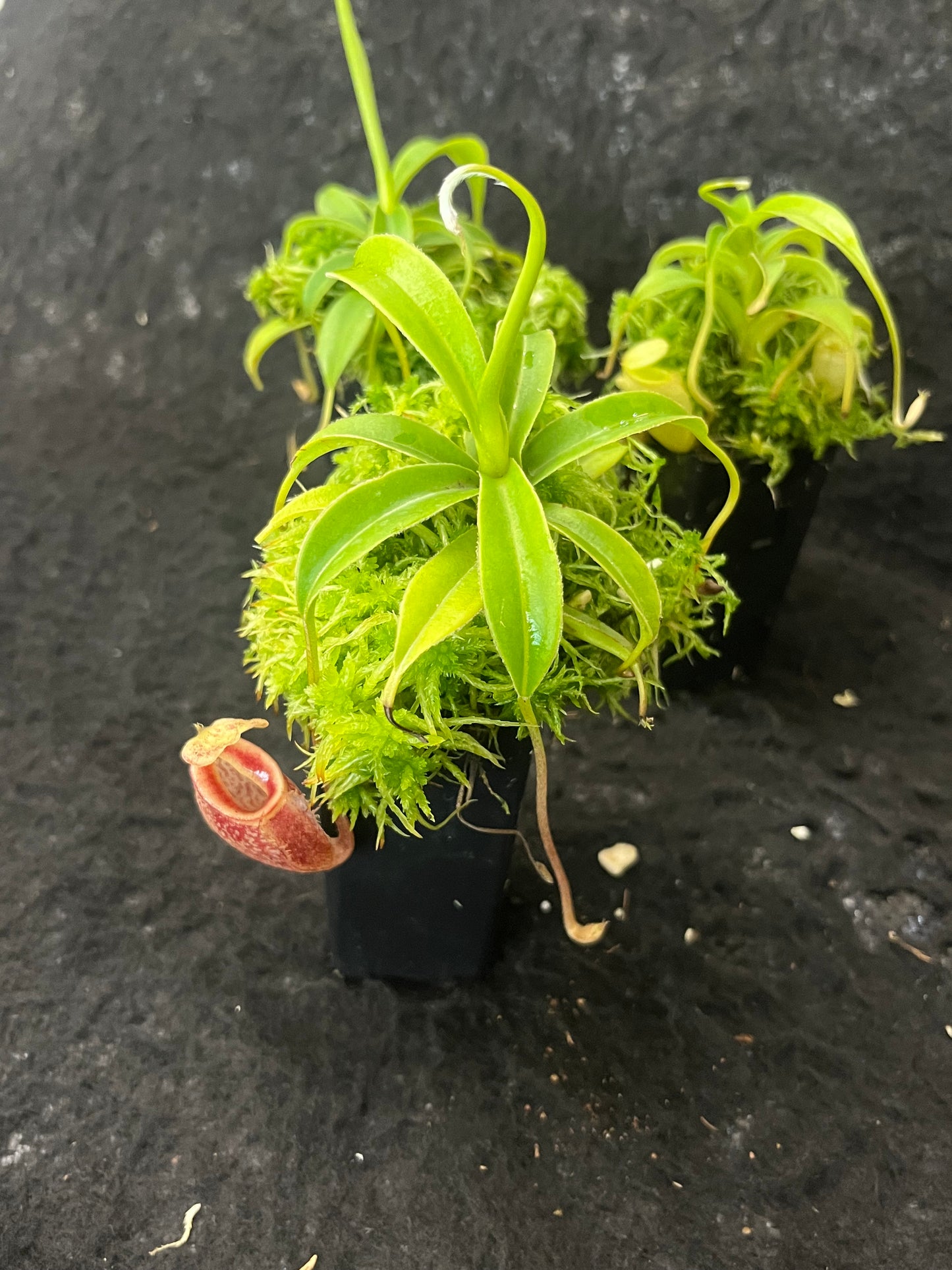 Nepenthes talangensis