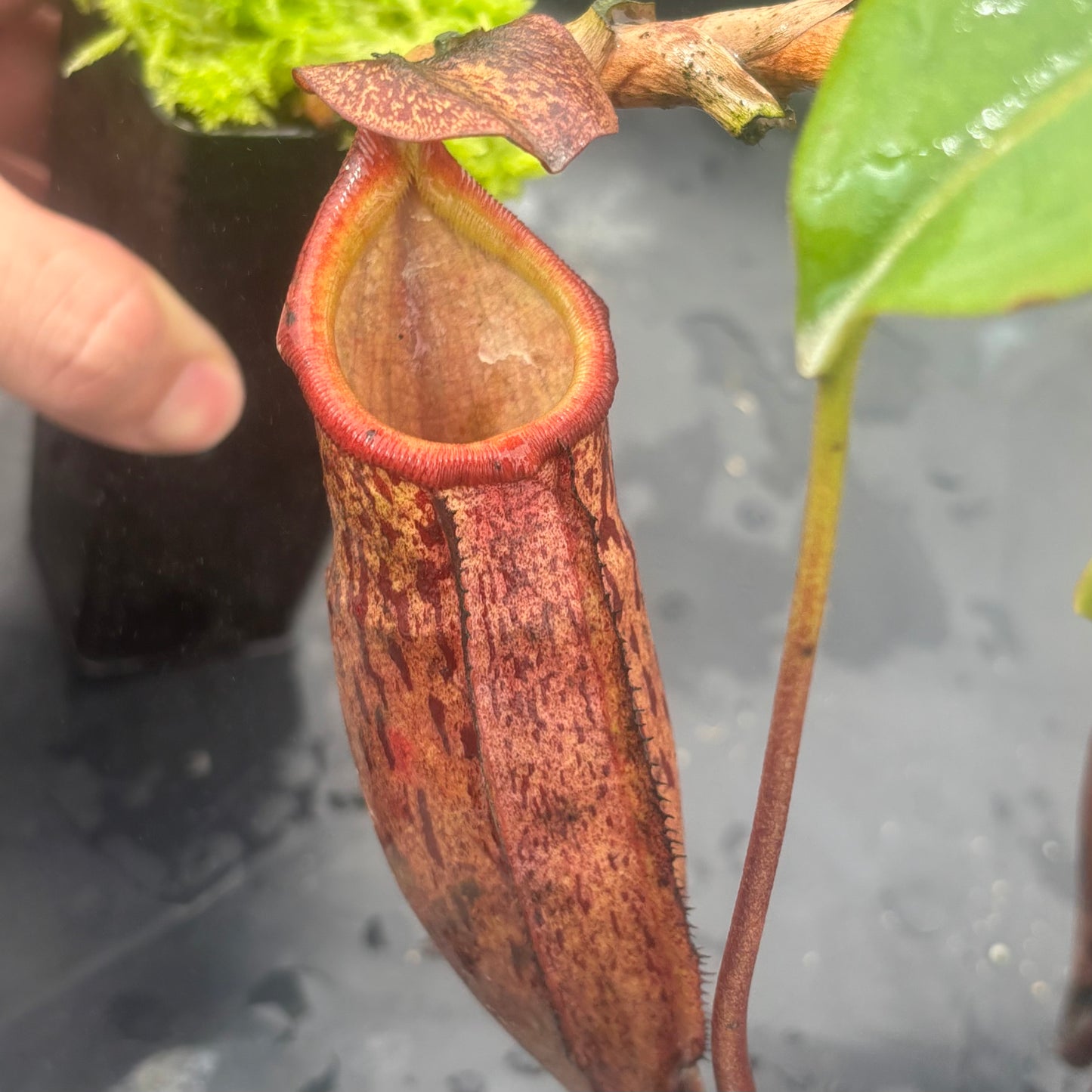 Nepenthes boschiana x mira