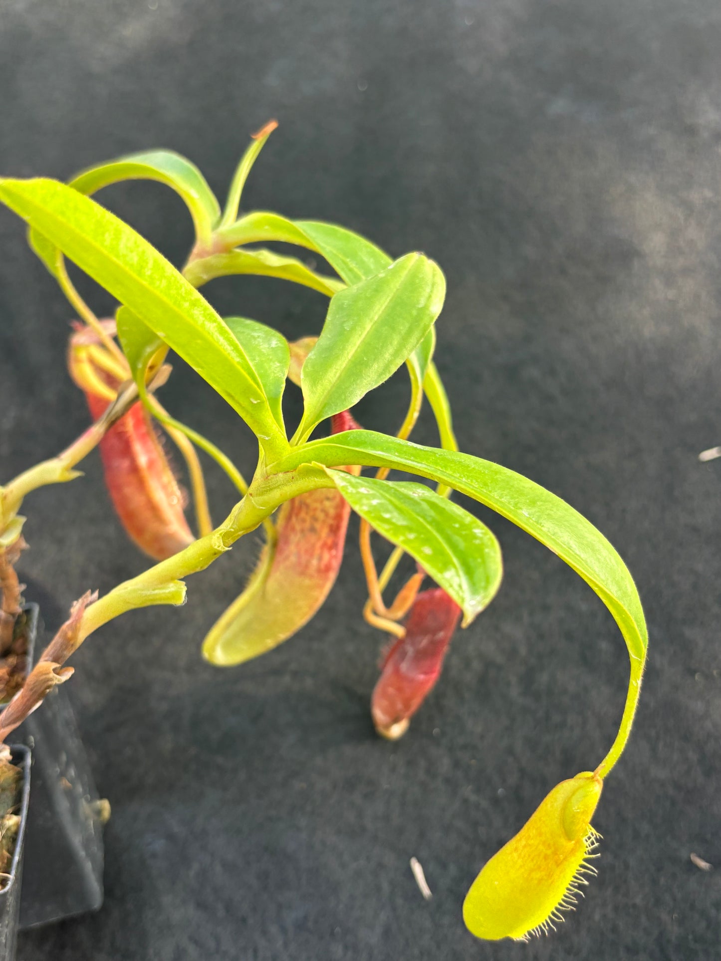 Nepenthes singalana x (burbidgeae x edwardsiana) BE-3984