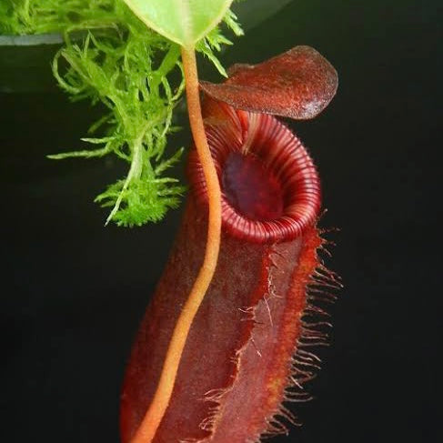 Nepenthes sibuyanensis x lowii BE-4504