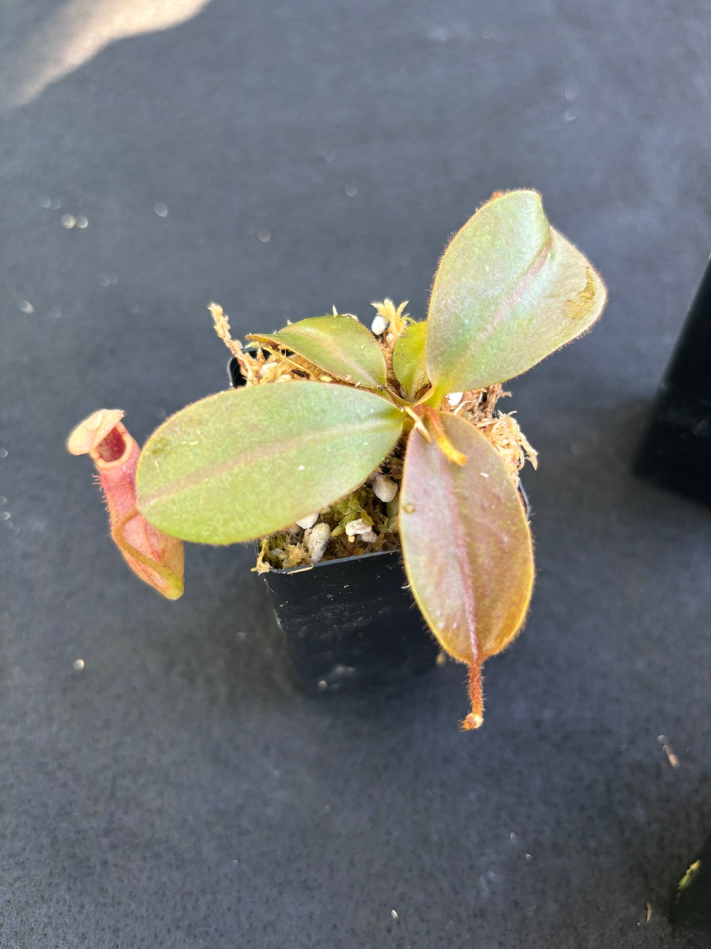 Nepenthes rajah x veitchii Seed-grown