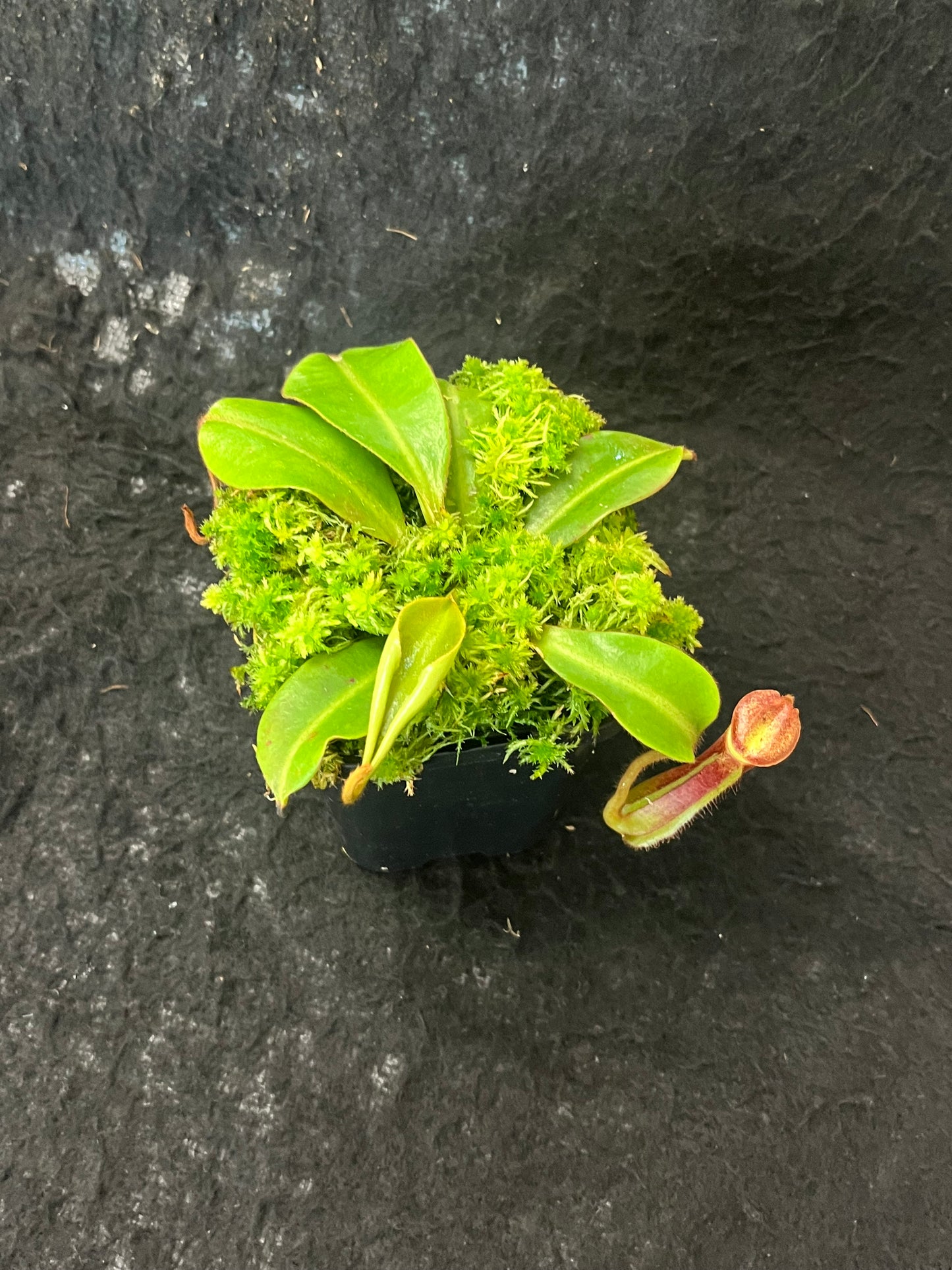 Nepenthes (veitchii x boschiana) x hamata SG