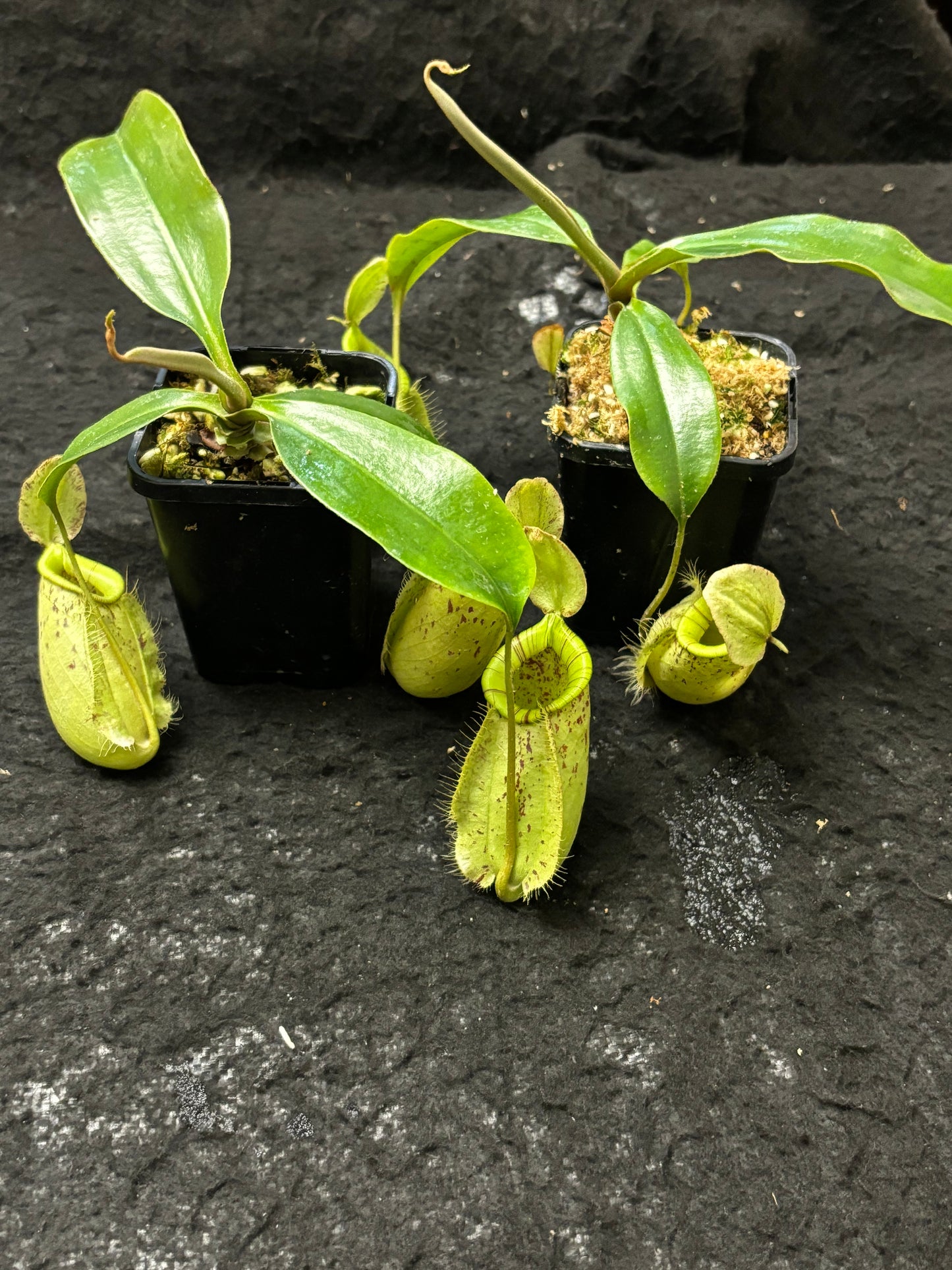 Nepenthes rafflesiana x ampullaria "Susan"