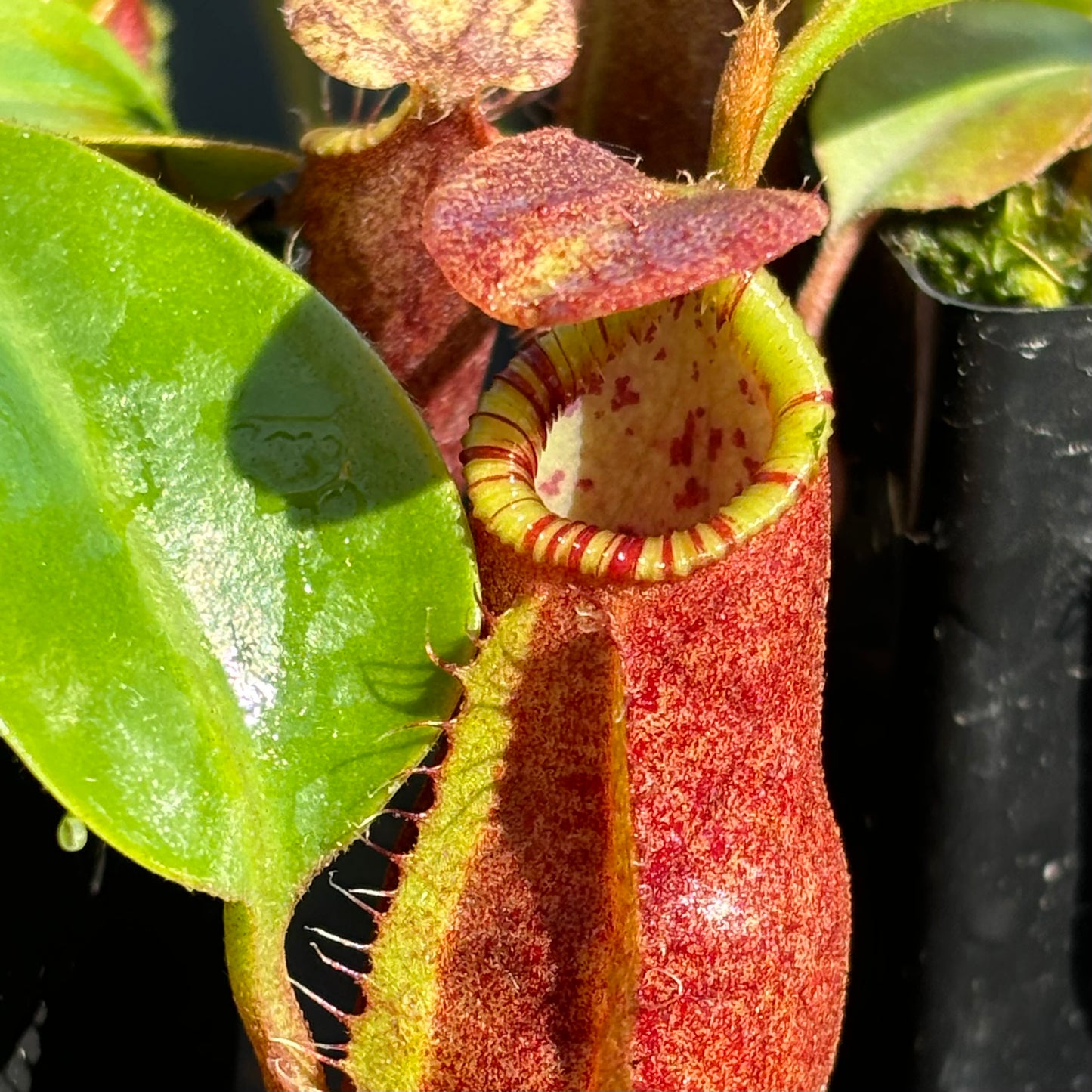 Nepenthes robcantleyi x palawanensis BE-4591