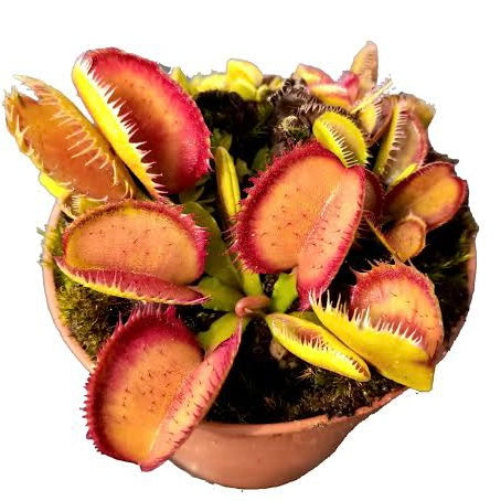 Dionaea muscipula 'Carboni Ardenti'