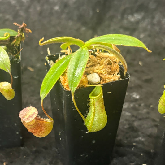 Nepenthes albomarginata x attenboroughii BE 4513