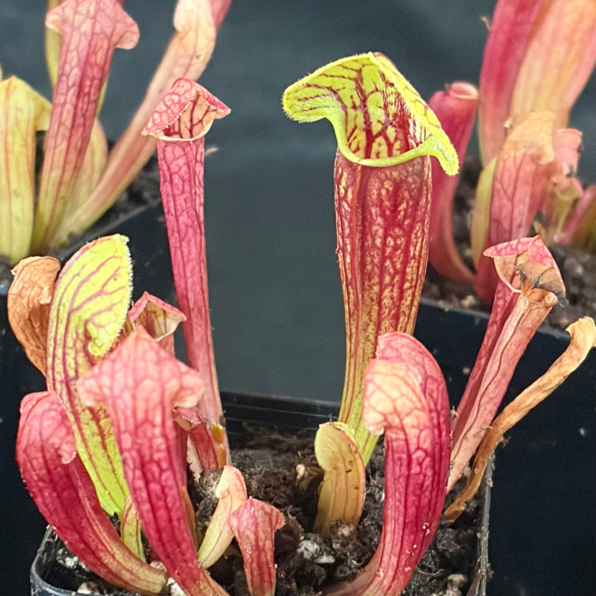 Sarracenia purpurea x rubra