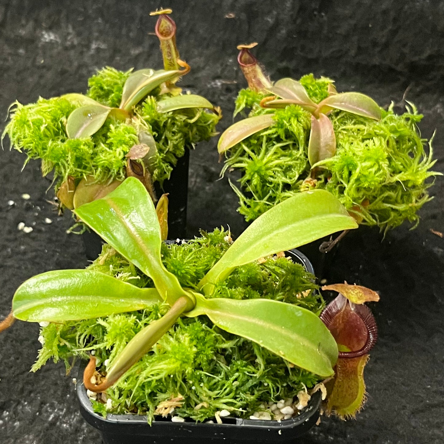 Nepenthes hamata x (veitchii x lowii) BE-4507