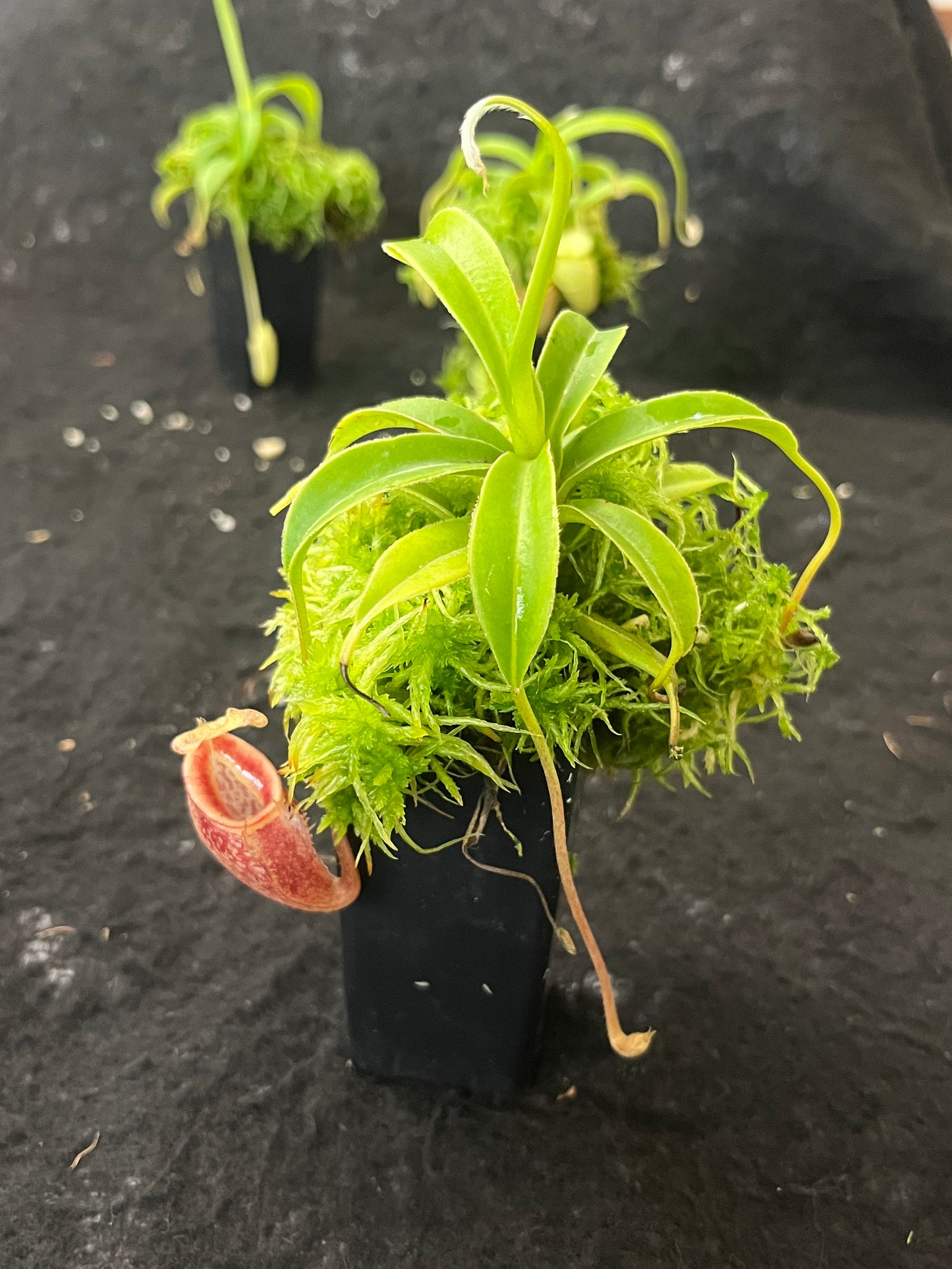 Nepenthes talangensis